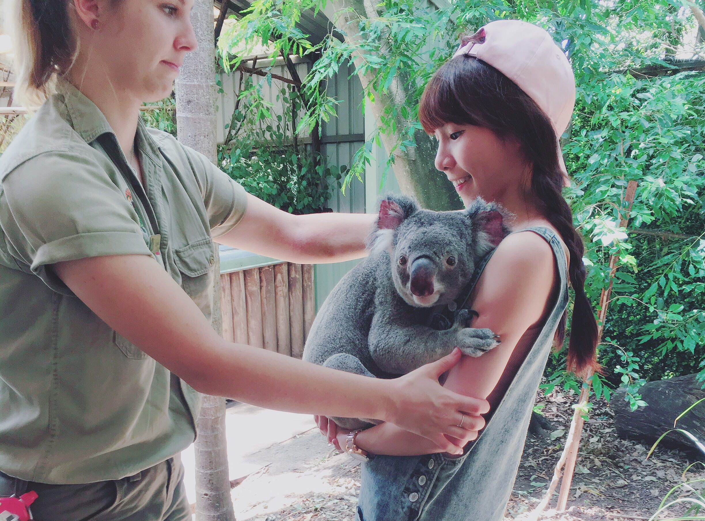 [ 澳洲布里斯本。景點 ] 龍柏無尾熊動物園 Lone Pine Koala Sanctuary ♥ 小Connie愛夢遊